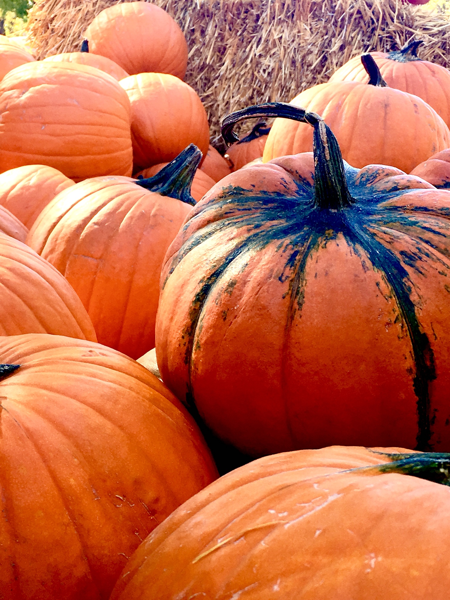 Colorado Springs Farmers Market